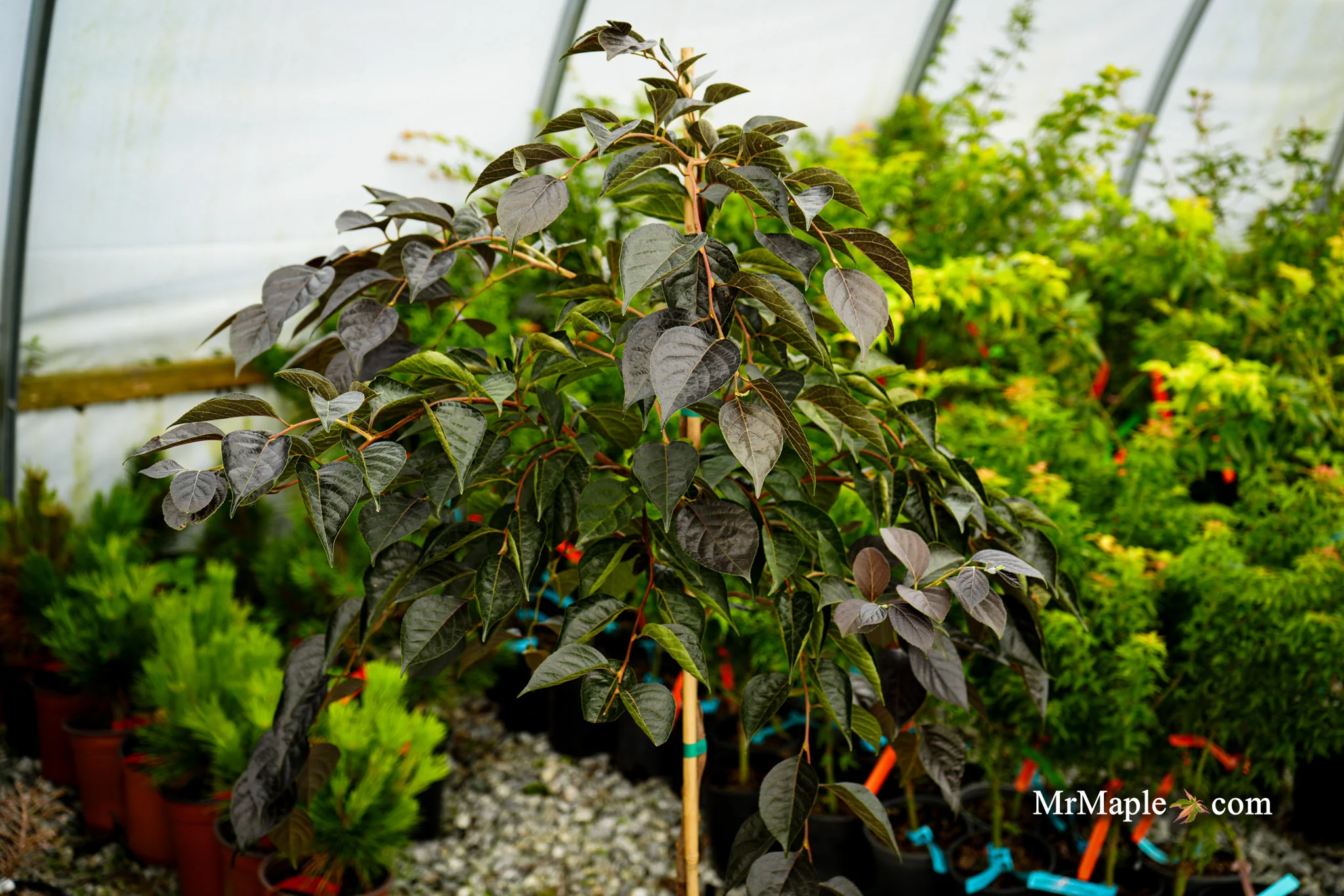 Styrax japonicus 'Nightfall' White Flowering Japanese Snowbell - Image 4