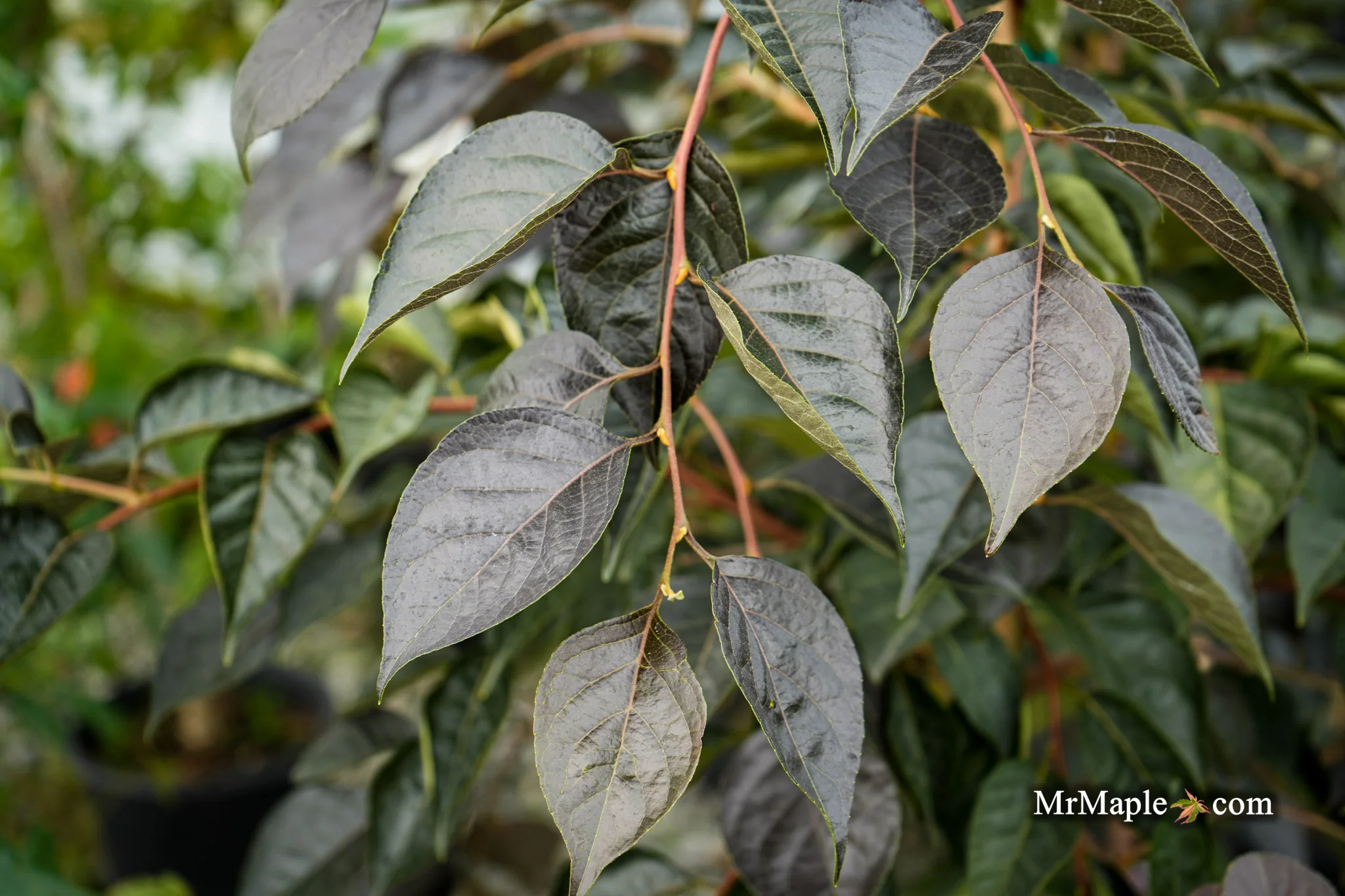 Styrax japonicus 'Nightfall' White Flowering Japanese Snowbell - Image 6