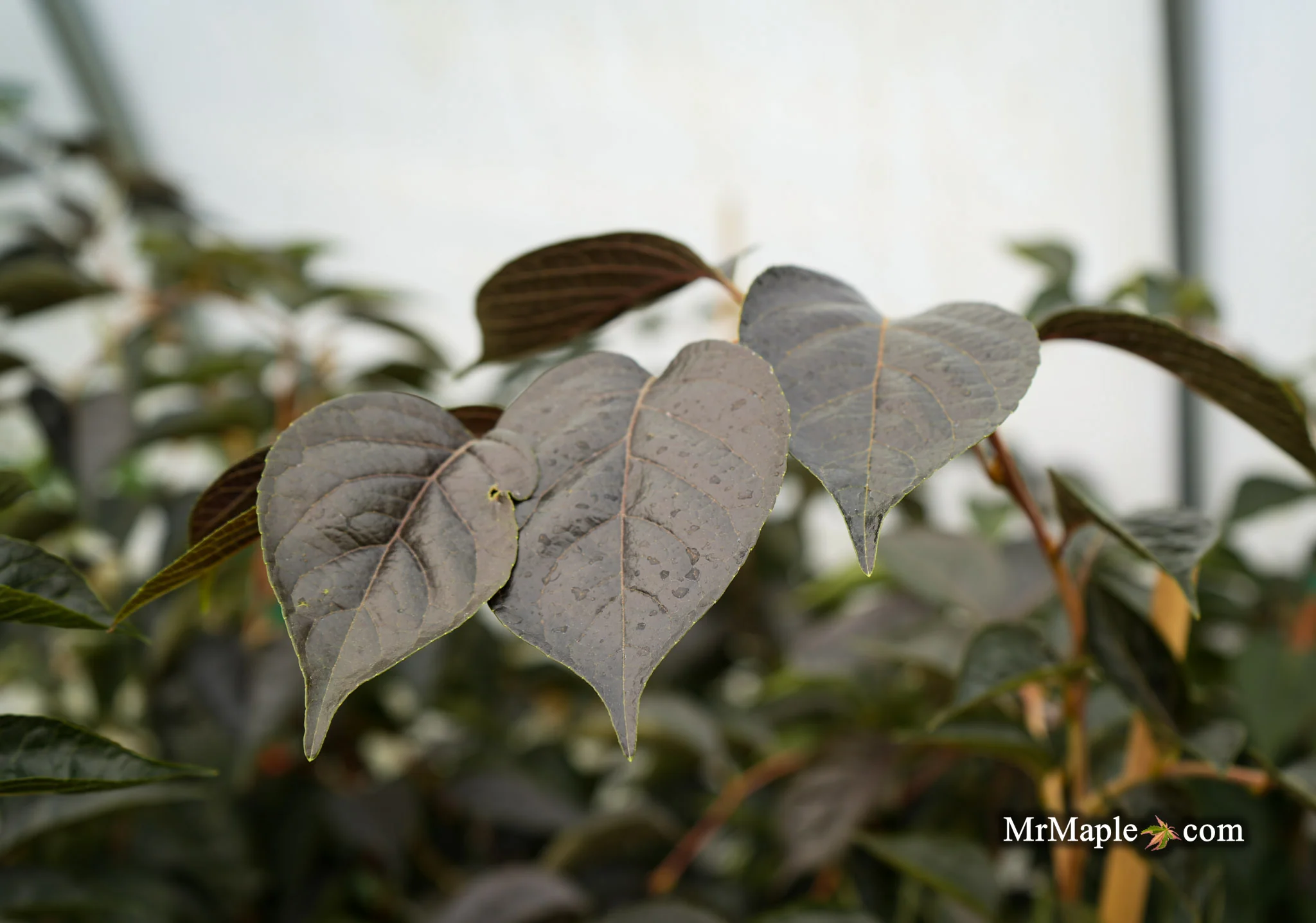 Styrax japonicus 'Nightfall' White Flowering Japanese Snowbell - Image 7