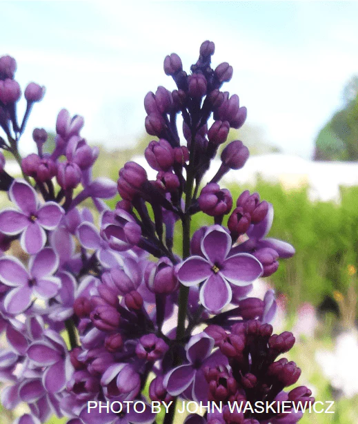 Early Bird Plant Sale