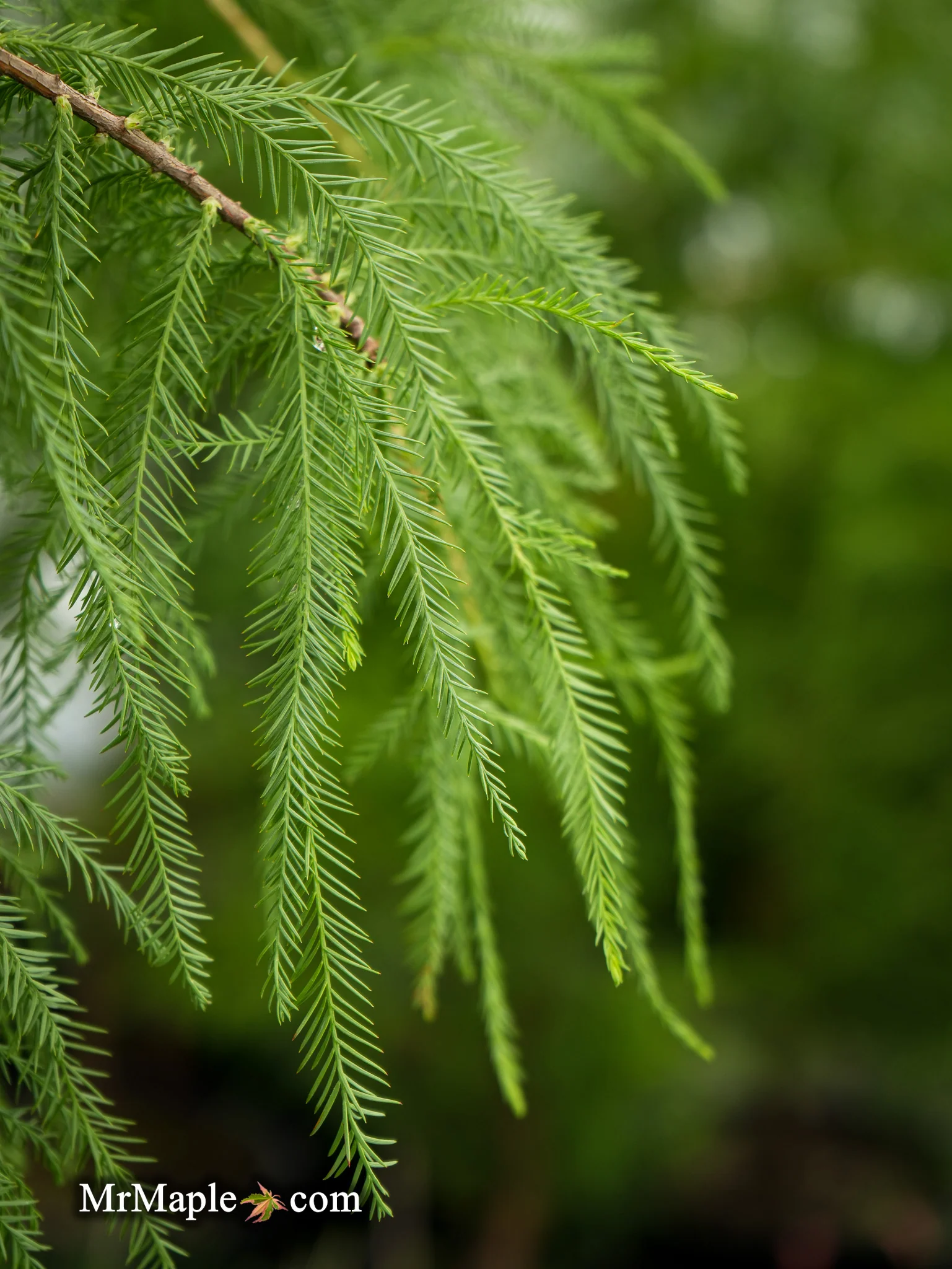 FOR PICKUIP ONLY | Taxodium distichum Mickelson 'Shawnee Brave™' Bald Cypress - DOES NOT SHIP - Image 3
