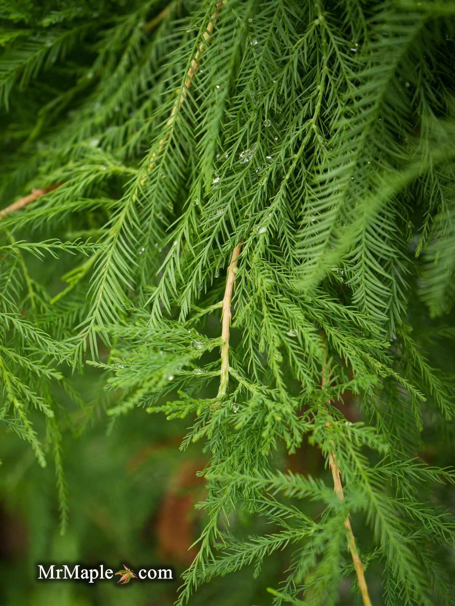 FOR PICKUIP ONLY | Taxodium distichum Mickelson 'Shawnee Brave™' Bald Cypress - DOES NOT SHIP - Image 4