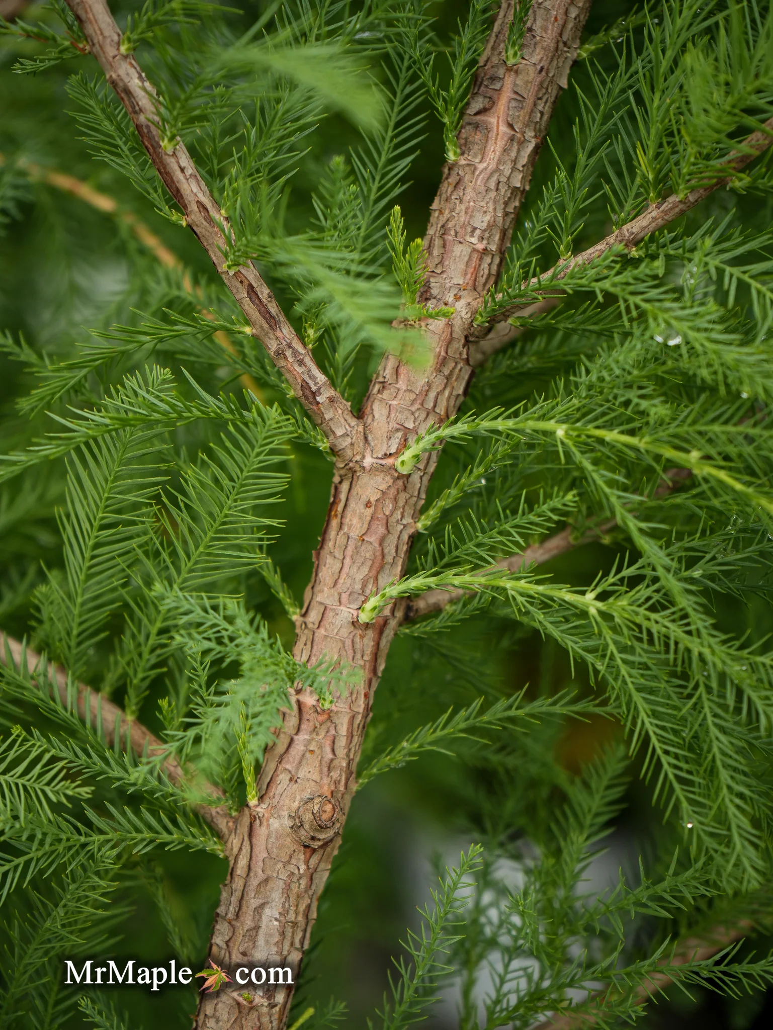 FOR PICKUIP ONLY | Taxodium distichum Mickelson 'Shawnee Brave™' Bald Cypress - DOES NOT SHIP - Image 5