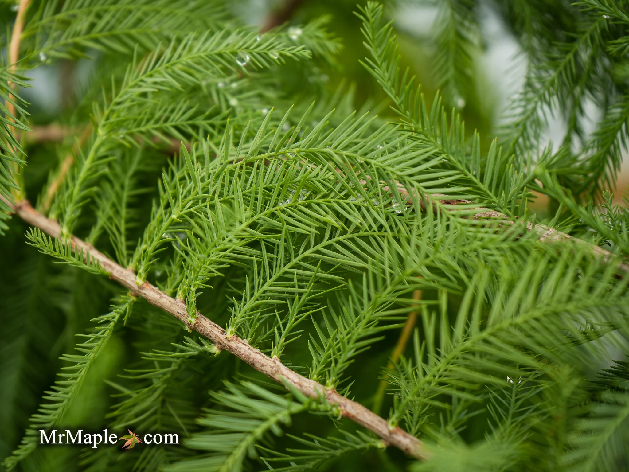 FOR PICKUIP ONLY | Taxodium distichum Mickelson 'Shawnee Brave™' Bald Cypress - DOES NOT SHIP - Image 6