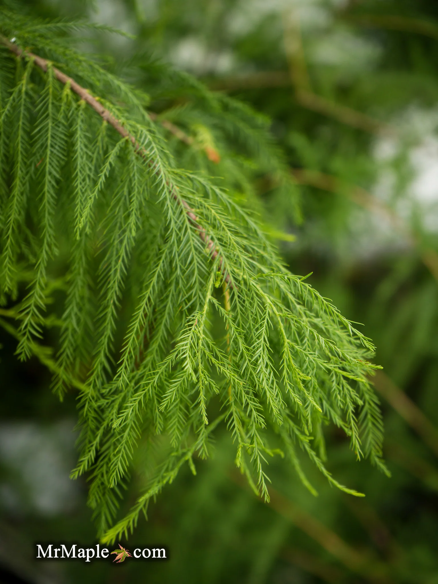FOR PICKUIP ONLY | Taxodium distichum Mickelson 'Shawnee Brave™' Bald Cypress - DOES NOT SHIP - Image 7