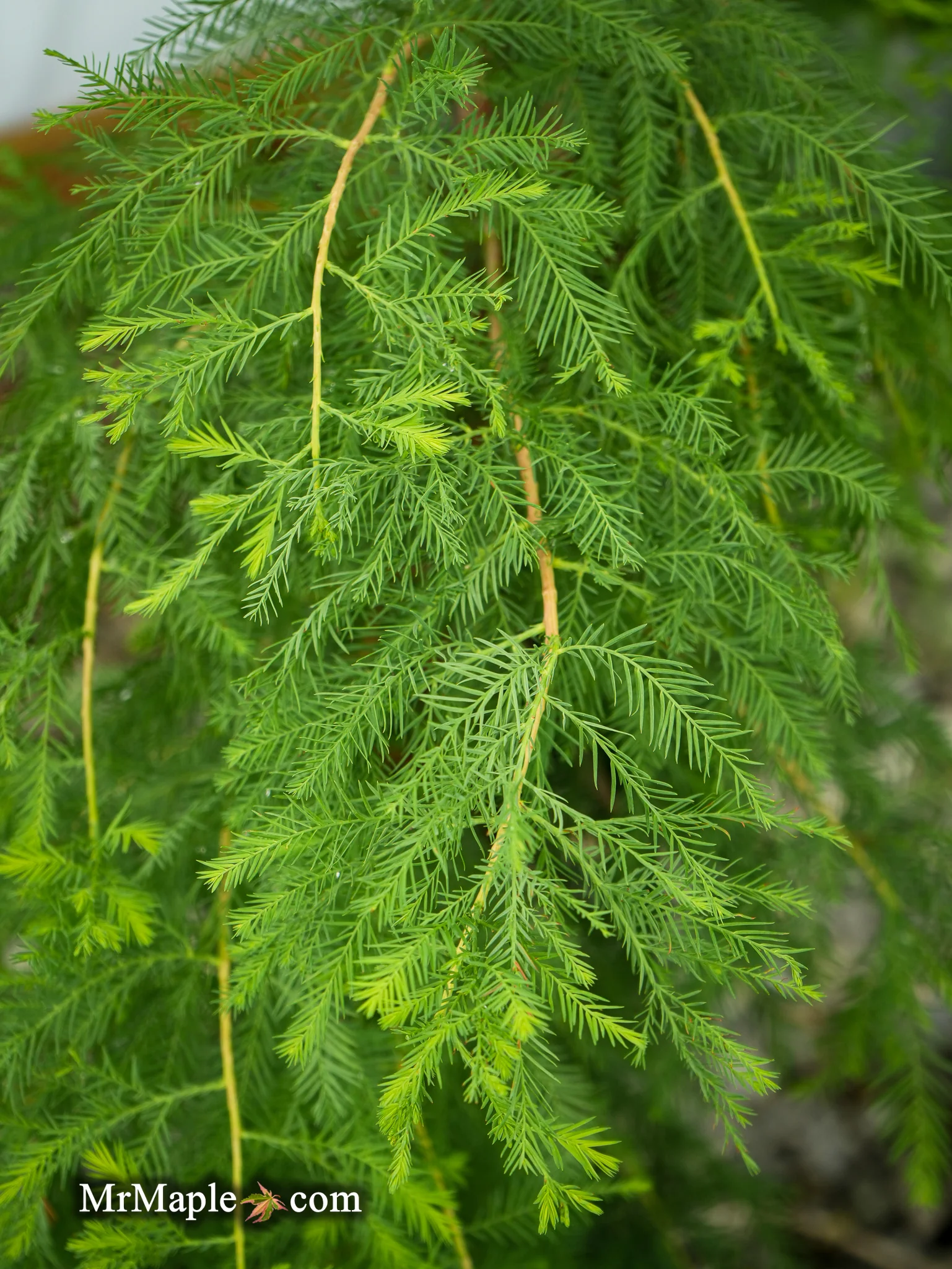 FOR PICKUIP ONLY | Taxodium distichum Mickelson 'Shawnee Brave™' Bald Cypress - DOES NOT SHIP - Image 8