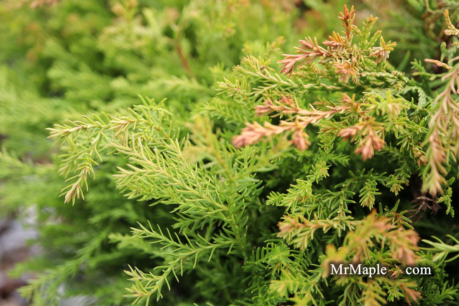Thuja occidentalis 'Fire Chief' ™ Miniature Arborvitae - Image 3