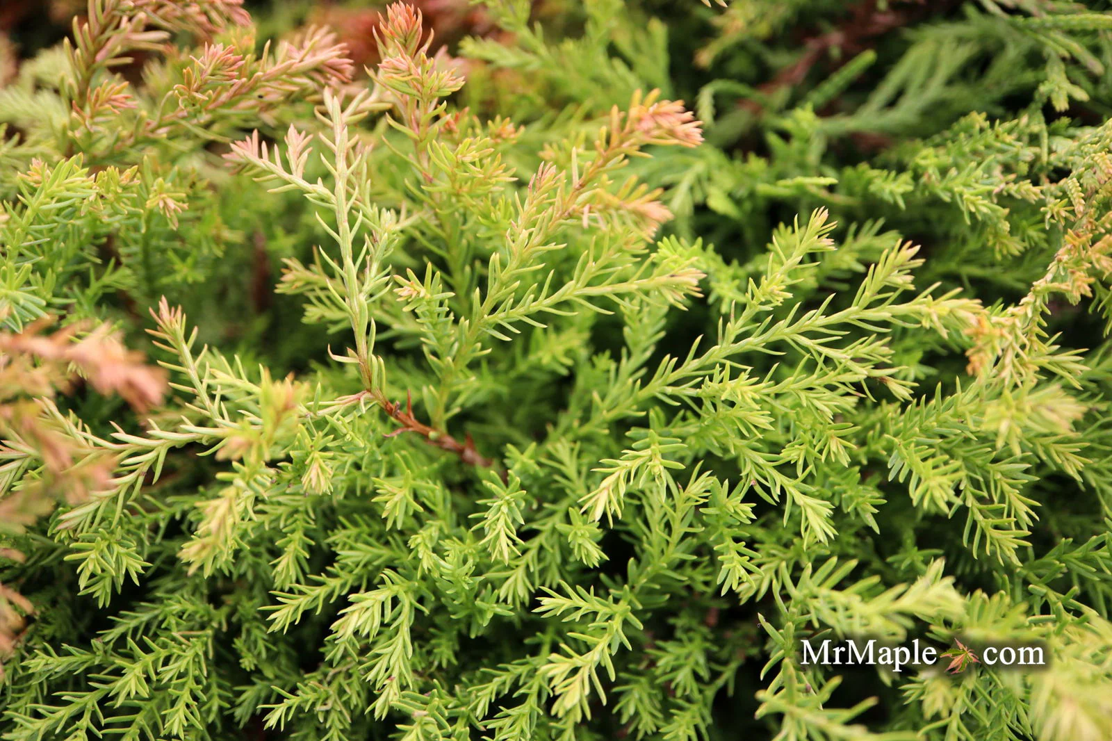 Thuja occidentalis 'Fire Chief' ™ Miniature Arborvitae - Image 4