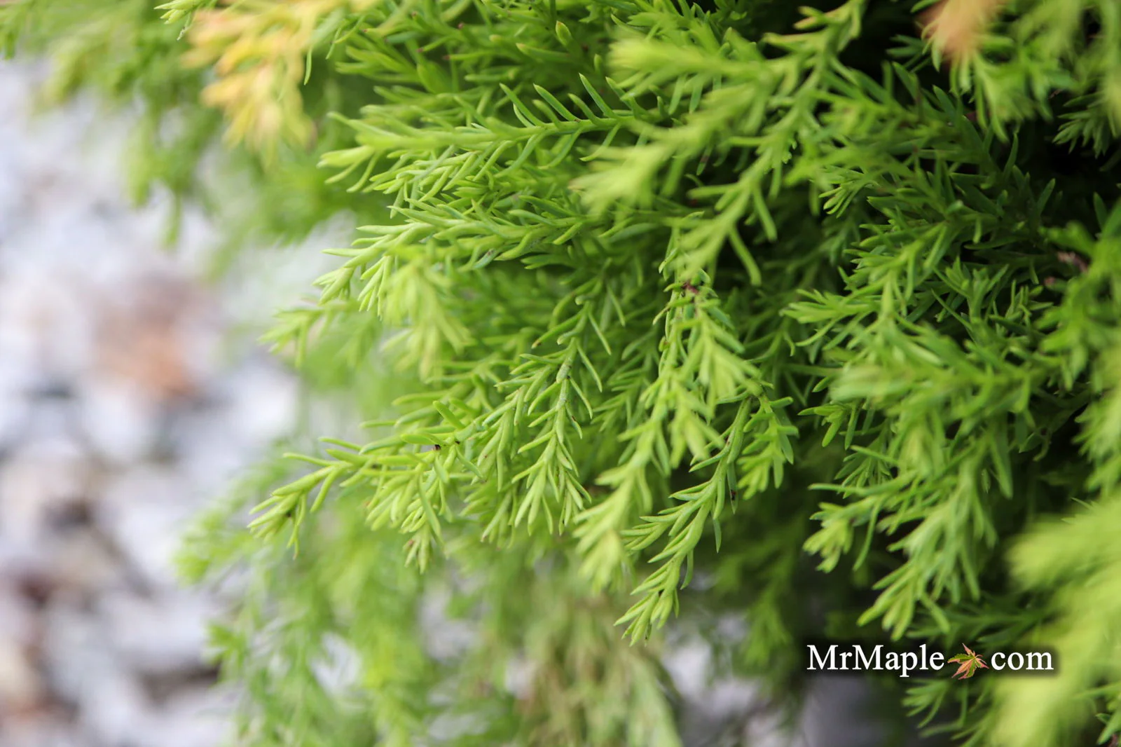 Thuja occidentalis 'Fire Chief' ™ Miniature Arborvitae - Image 5