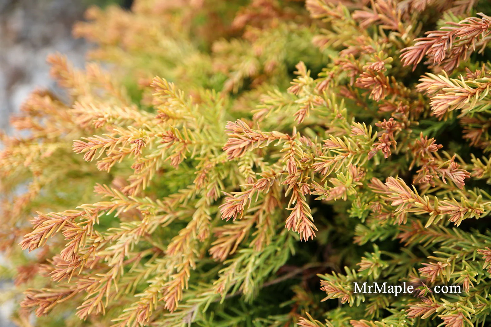 Thuja occidentalis 'Fire Chief' ™ Miniature Arborvitae - Image 6