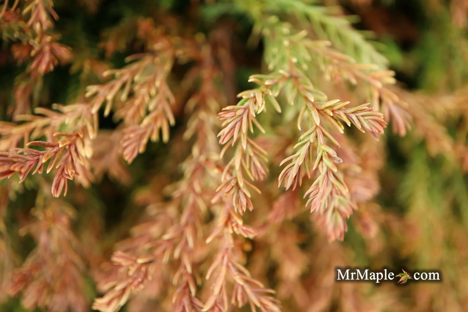 Thuja occidentalis 'Fire Chief' ™ Miniature Arborvitae - Image 7