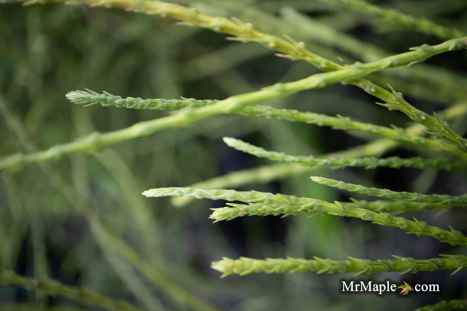Thuja occidentalis 'Pin Cushion' Dwarf Arborvitae - Image 3