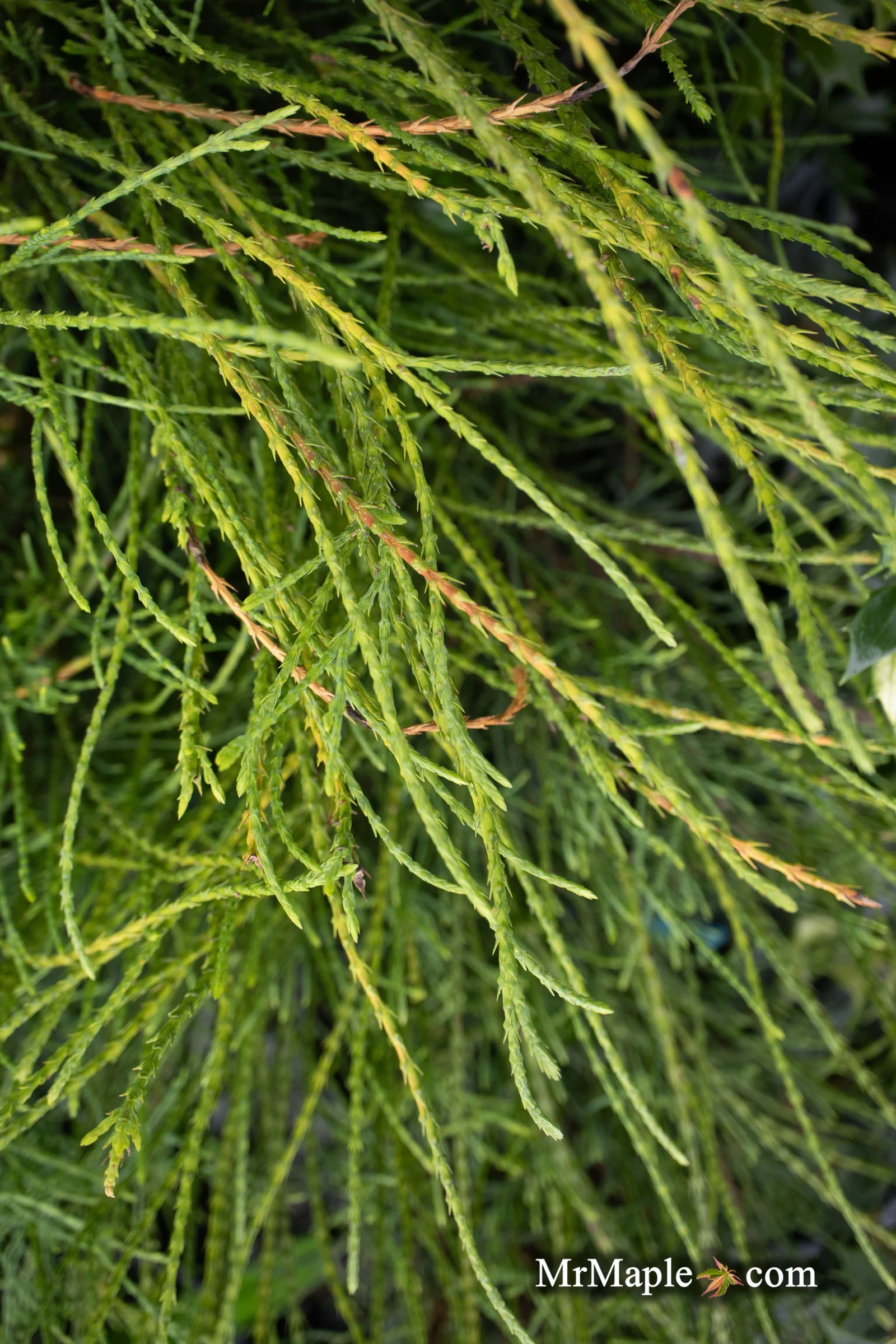 Thuja occidentalis 'Pin Cushion' Dwarf Arborvitae - Image 5