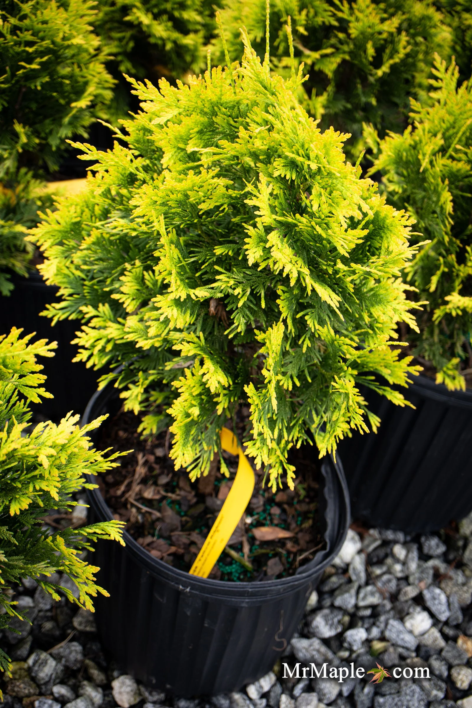 Thuja occidentalis 'Yellow Ribbon' Dwarf Arborvitae - Image 3